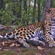 The Land of the Leopard National Park announces the well-being of the leopardess Koritsa, whose curator is the International Linguistic School