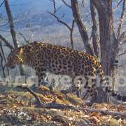 The International Linguistic School has become the Keeper of the Far Eastern Leopard