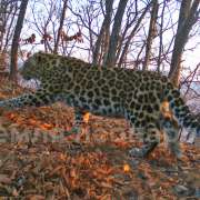 The International Linguistic School has become the Keeper of the Far Eastern Leopard