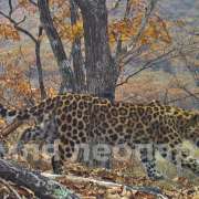 The International Linguistic School has become the Keeper of the Far Eastern Leopard