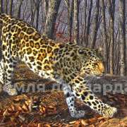 The International Linguistic School has become the Keeper of the Far Eastern Leopard