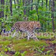 The International Linguistic School has become the Keeper of the Far Eastern Leopard