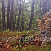 The International Linguistic School has become the Keeper of the Far Eastern Leopard