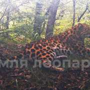 The International Linguistic School has become the Keeper of the Far Eastern Leopard