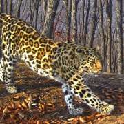 A student of the 5M2 Moisei Hasin: I suggested the name Koritsa for our leopardess! 