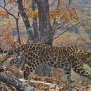 A student of the 5M2 Moisei Hasin: I suggested the name Koritsa for our leopardess! 