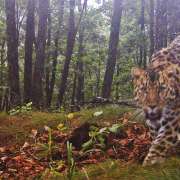 A student of the 5M2 Moisei Hasin: I suggested the name Koritsa for our leopardess! 